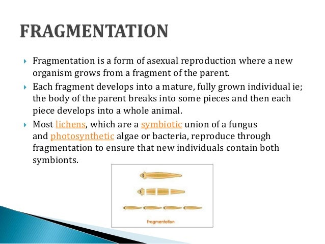 fragmentation asexual reproduction Define fragmentation asexual reproduction Define